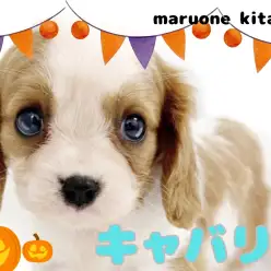 【 キャバリア 】ワンちゃん初心者さん必見!穏やか甘えん坊さんな女の子入店!