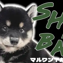 【 柴犬 】甘えん坊でフレンドリー！ギャップに萌える愛情深い黒柴の女の子！