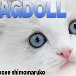 【 ラグドール 】クリアブルーの瞳に淡いブルーポイントカラーが神秘的な女の子!