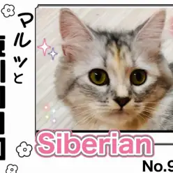 【 マルっと東川口日和No.96 】上品な甘えん坊!人懐っこいサイちゃんの魅力