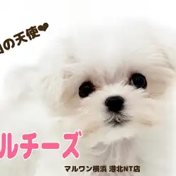 【 マルチーズ 】人気ドワーフ体型!小さな純白の天使マルチーズちゃん