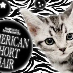 【 アメリカンショートヘア 】光り輝くシルバータビーが眩しい!甘えん坊王子降臨!