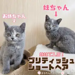 【 ブリティッシュショートヘア 】姉妹で入店！妹は好奇心たっぷり甘えんぼ！