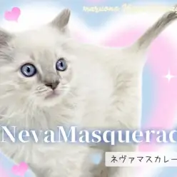 【 ネヴァマスカレード 】人気急上昇中!TOPクラスの美貌を持つ超希少猫種!