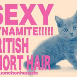 【 ブリティッシュショートへア 】心ときめくまん丸フェイス!マシュマロボディ!
