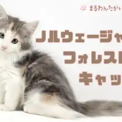【 ノルウェージャンフォレストキャット 】森の妖精！パステル三毛が最高に可愛い！