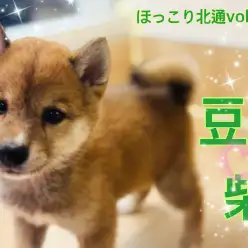 【 ほっこり北通vol.228 】小柄だけど凛々しい豆柴くんは魅力がいっぱい!