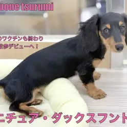 【 ミニチュアダックスフント 】ブラック&タンの女の子、遂にお散歩デビューへ!!