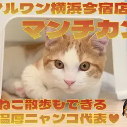 【 マンチカン 】お外もへっちゃら!散歩もできる温厚な男の子の最新情報をお届け!