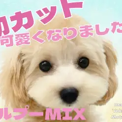 【 MIX 】マルプーちゃん、初カットで超可愛くなりました!