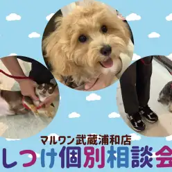 【 しつけ個別相談会 】愛犬との絆の結び方レクチャーとお悩み相談!