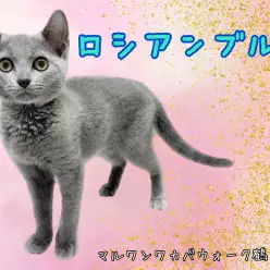 【 ロシアンブルー 】生後2ヵ月のロシアンブルーの女の子!人が大好きな甘えんぼさん!