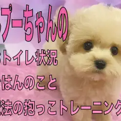 【 MIX 】可愛いだけじゃない!育てやすさが光るマルプーちゃんのポイント!