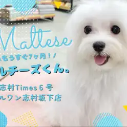 【 マルチーズ 】もうすぐ生後7ヶ月を迎えるマルチーズくんの魅力をご紹介!