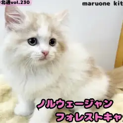 【 ほっこり北通vol.230 】北欧の森より降臨した毛量毛吹き抜群の女の子入店