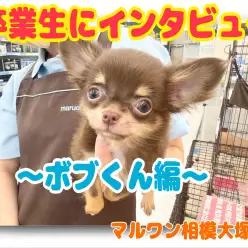 【 卒業生インタビュー 】この子に決めた!マルワンユーザーにお話し聞きました!