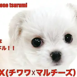 【 MIX 】チワワ☓マルチーズ、ドワーフ体型の可愛い女の子!!