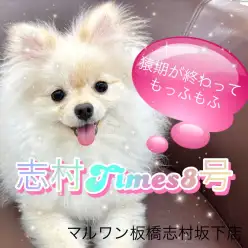 【 ポメラニアン 】小さめポメをお探しの方！必見！性格ルックス全てがパーフェクト