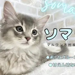 【 ソマリ 】ブルーカラーの神秘的なソマリくんがマルワン板橋志村坂下店に入店!