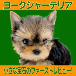 【 ヨークシャーテリア 】手のひらサイズの輝き。生後2ヶ月で480gの小さめ女子!