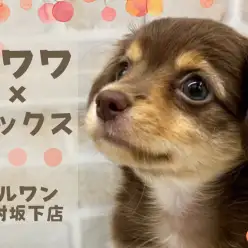 【 チワックス 】チワワとダックスの最強MIXが板橋区のペットショップに入店!