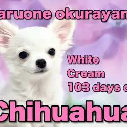 【 チワワ 】お家でお手入れできちゃうよ！とってもフレンドリーなプリンスちゃん！