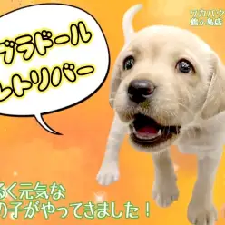 【 ラブラドールレトリバー 】初めての多頭飼いにもおすすめ!優しい女の子