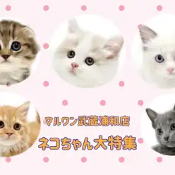 【 子猫情報 】マルワンさいたま武蔵浦和店の子猫を全頭ご紹介!