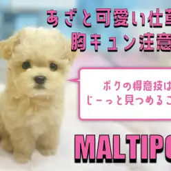 【 MIX 】得意技はアイコンタクト!初めてでも育てやすさ満点のマルプーちゃん!