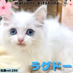 【 ほっこり北通vol.236 】まさにぬいぐるみ猫!生後2ヶ月のラグドールくん