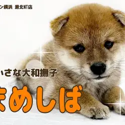 【 豆柴犬 】日本犬代表!小さな大和撫子豆柴ちゃん
