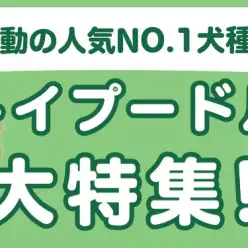 【 トイプードル特集 】10/16現在在店中の人気NO.1犬種!最新動画付き!