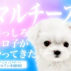 【 マルチーズ 】小さな純白の天使!甘えん坊な性格の女の子が仲間入り!
