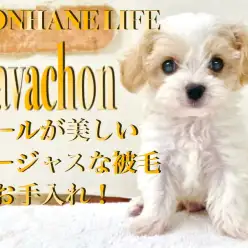 【 MIX 】毎日のお手入れで柔らかい毛並みに!被毛量抜群キャバションの男の子!