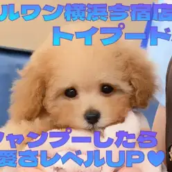 【 トイプードル 】生後75日体重750g!入店2週間経過した最新動画を大公開!