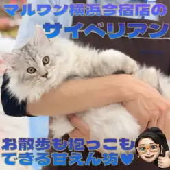 【 サイベリアン 】長時間抱っこもお散歩も多頭飼いもできる超温厚な男の子！