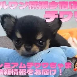 【 チワワ 】入店から10日経過!お問い合わせ急増中のQ&Aを大公開!