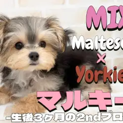 【 MIX 】賢く可愛く穏やか!マルチーズとヨーキーのMIX犬の2ndブログ!