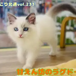 【 ほっこり北通vol.233 】ずっと喉ゴロゴロしっぱなしのラグドールちゃん!!