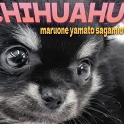 【 チワワ 】小さな体にギュッと詰まった甘えん坊の魅力！愛され容姿の女の子