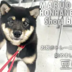 【 豆柴 】一歩ずつ上手に美しく!お散歩トレーニングを始めた生後4ヶ月の女の子!