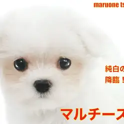 【 マルチーズ 】こぶりな純白の天使がやってきました！