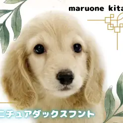 【 ミニチュアダックスフント 】一目惚れ間違いなし！天使のようなダックス入店！