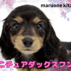 【 ミニチュアダックスフント 】穏やかさナンバー1!胴長短足ボディで癒しをお届け