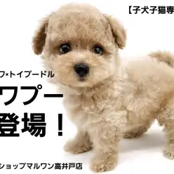 【 チワプー 】チワワの童顔&トイプードルのぬいぐるみボディMIXを考察してみた