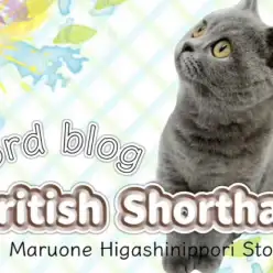 【 ブリティッシュショートヘア 】生後5ヶ月を迎えた表情豊かなブリちゃんに注目！