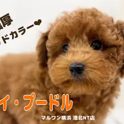 【 トイ・プードル 】毛量たっぷり！濃厚レッドカラーが自慢の男の子