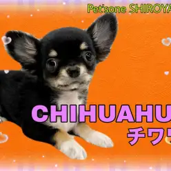 【 チワワ 】手のひらにちょこん!人懐っこさ抜群のちーちゃん登場