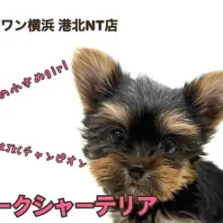 【 ヨーキー 】パパはチャンプ!マズル短め小さめサイズ、可愛さプレミアム級!