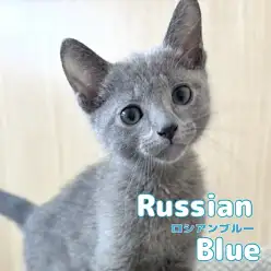 【 ロシアンブルー 】クールな美形男子！甘い性格にギャップ萌え